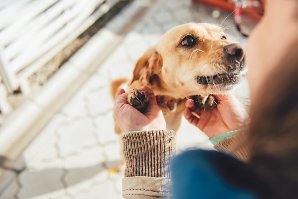 Peguei um pet, e agora? Saiba quais são os primeiros cuidados ao ter um pet em casa.