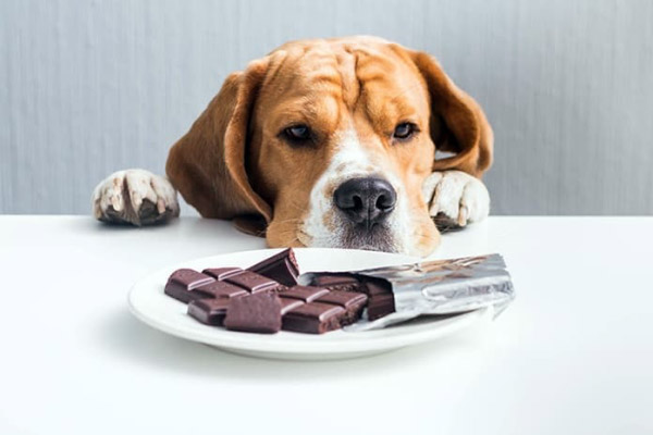 Por que não pode dar chocolate para os pets?