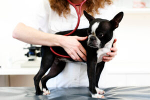 Setembro Vermelho: Conscientização sobre Doenças Cardiovasculares em Pets