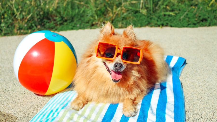 Dicas de Verão para Cuidar do Seu Pet